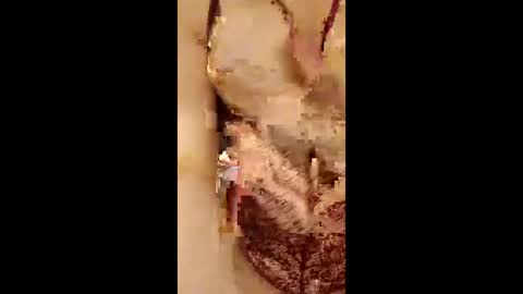 954girl online show from 04/18/26, 02:37