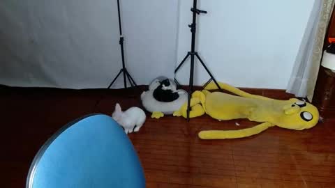 _the_dark_side_of_the_moon_ online show from 03/19/26, 01:53