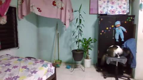 Abby online show from 02/03/25, 12:36