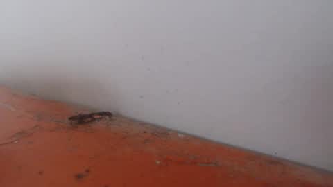 Alexamdergal online show from 11/24/25, 12:21