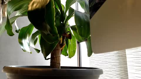 Alex  Dani online show from 01/11/25, 09:25