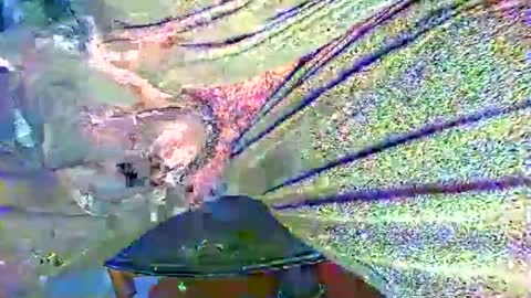 Snapshot of alexhot4her chatting on 10/27/25, 11:20 Alex online show from 10/27/25, 11:20