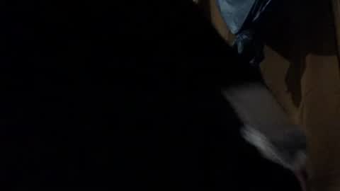 Snapshot of amileadivinestar0987 chatting on 12/26/24, 01:51 amileadivinestar0987 online show from 12/26/24, 01:51