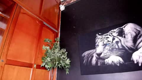 Anahi online show from 02/22/25, 04:40