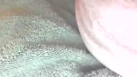 analhunter33 online show from 02/06/25, 12:22