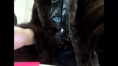 Your dreams best breasts online show from 01/21/25, 11:56