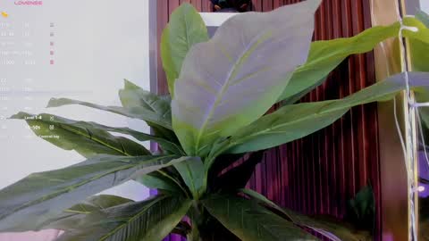 Ana online show from 01/20/25, 11:35