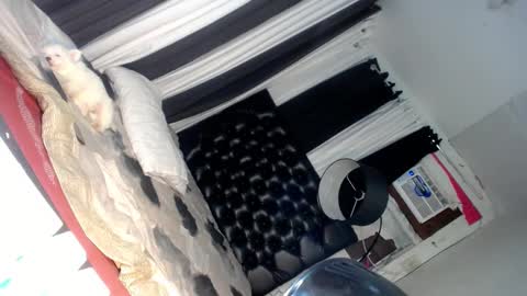 Snapshot of asianhotlover69 chatting on 03/06/25, 06:37 elish 3 online show from 03/06/25, 06:37