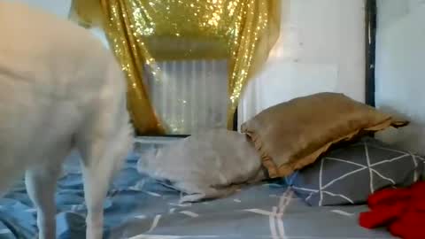 Snapshot of asianladyboy888 chatting on 12/04/24, 07:06 asianladyboy888 online show from 12/04/24, 07:06