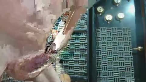 Snapshot of aussieraz chatting on 12/16/24, 07:00 aussieraz online show from 12/16/24, 07:00