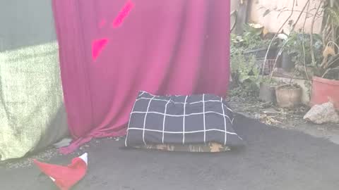 bad_wolf28 online show from 11/25/25, 10:26