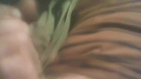 Snapshot of bandapart chatting on 09/08/25, 05:01 bandapart online show from 09/08/25, 05:01