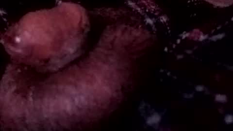 bcfalcon69 online show from 04/12/26, 03:55