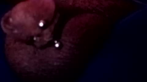 bcfalcon69 online show from 05/17/26, 03:15