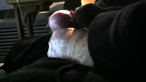 bear4146 online show from 12/06/24, 03:33