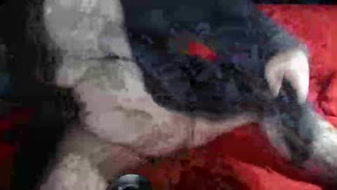 biggrey66 online show from 12/14/24, 04:34