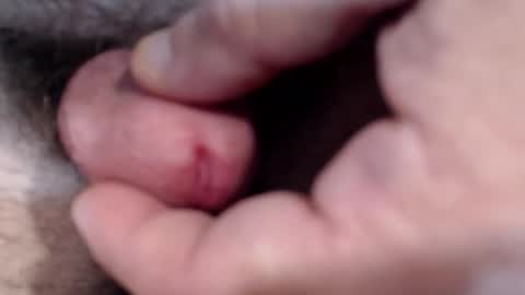 bobswan online show from 01/29/25, 03:04