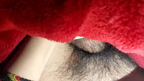 Boloski7 online show from 12/20/25, 06:42