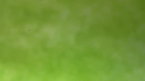 bonershow online show from 01/18/26, 04:22