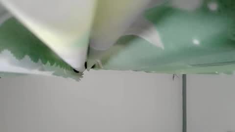 Snapshot of bongga_kaday chatting on 09/09/25, 02:33 bongga_kaday online show from 09/09/25, 02:33