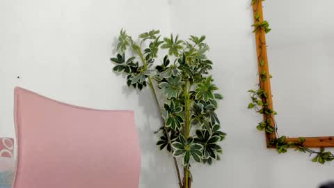   online show from 12/16/25, 11:54