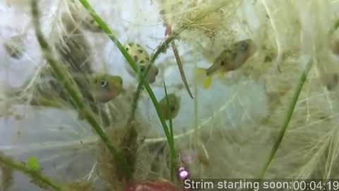 Snapshot of booker_baxton chatting on 10/23/25, 03:06 Booker Baxton online show from 10/23/25, 03:06