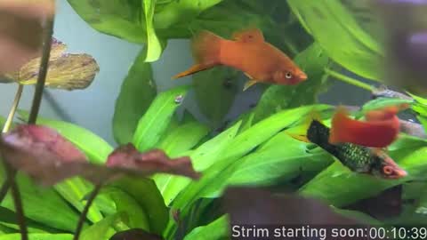 Snapshot of booker_baxton chatting on 10/28/25, 02:59 Booker Baxton online show from 10/28/25, 02:59