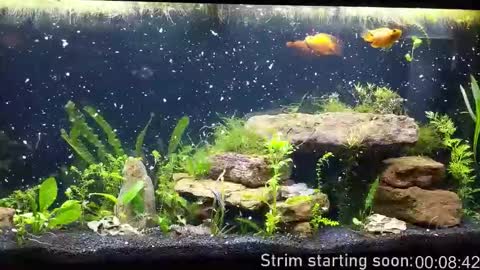 Snapshot of booker_baxton chatting on 10/29/25, 02:58 Booker Baxton online show from 10/29/25, 02:58