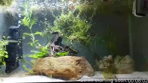 Snapshot of booker_baxton chatting on 11/12/25, 04:02 Booker Baxton online show from 11/12/25, 04:02