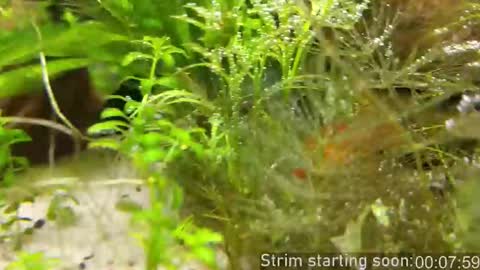 Snapshot of booker_baxton chatting on 11/14/25, 04:00 Booker Baxton online show from 11/14/25, 04:00