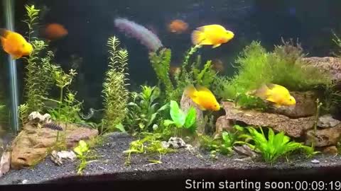 Snapshot of booker_baxton chatting on 11/15/25, 03:59 Booker Baxton online show from 11/15/25, 03:59