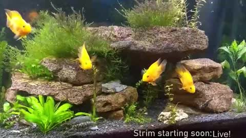 Snapshot of booker_baxton chatting on 11/19/25, 04:12 Booker Baxton online show from 11/19/25, 04:12