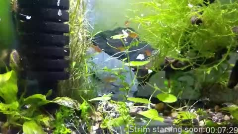 Snapshot of booker_baxton chatting on 11/23/25, 04:01 Booker Baxton online show from 11/23/25, 04:01