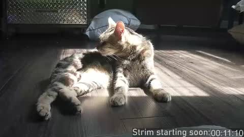 Snapshot of booker_baxton chatting on 12/02/25, 03:56 Booker Baxton online show from 12/02/25, 03:56