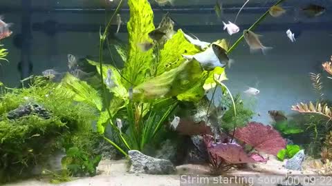 Snapshot of booker_baxton chatting on 12/03/25, 03:58 Booker Baxton online show from 12/03/25, 03:58