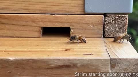 Snapshot of booker_baxton chatting on 12/14/25, 04:07 Booker Baxton online show from 12/14/25, 04:07