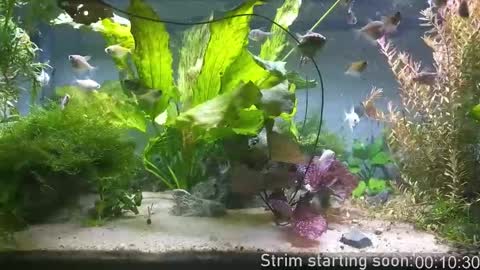 Booker Baxton online show from 12/21/25, 03:57