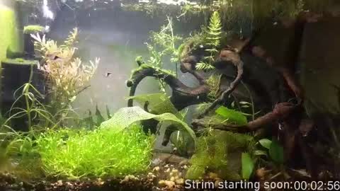 Booker Baxton online show from 02/13/26, 04:08