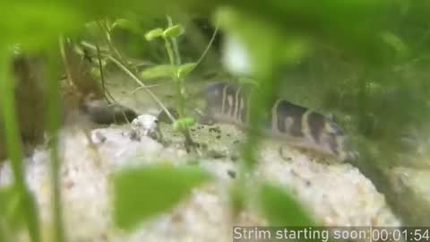 Booker Baxton online show from 02/20/26, 04:09