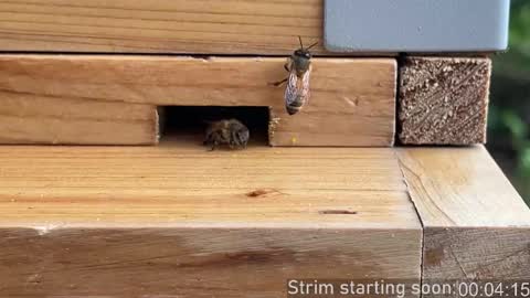 Booker Baxton online show from 03/04/26, 04:07