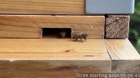 Booker Baxton online show from 03/13/26, 03:02