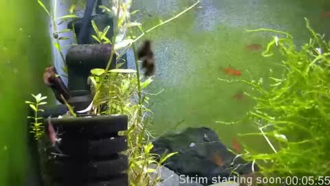 Booker Baxton online show from 04/03/26, 03:04