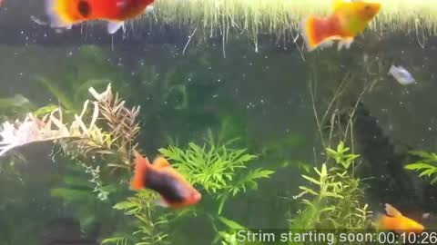 Booker Baxton online show from 04/07/26, 02:56