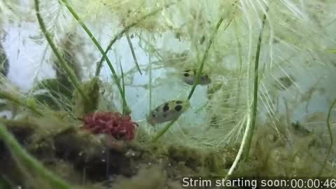 Booker Baxton online show from 04/18/26, 03:10