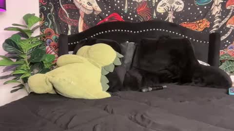 Puddin online show from 09/22/25, 12:01