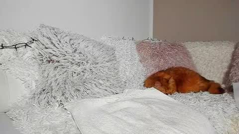 brianadiamondxxx online show from 04/07/26, 07:14