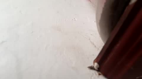 Brittany  online show from 11/23/25, 01:55