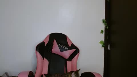 maru miaw   Please help me to reach 100 thumbs up online show from 02/20/26, 04:20