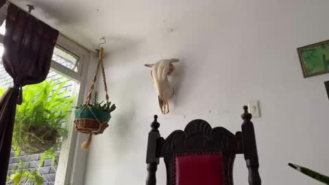  Camille   online show from 10/31/25, 06:42