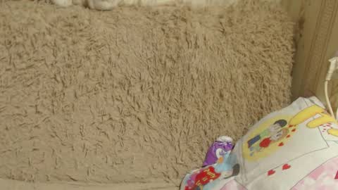 Snapshot of candylady136 chatting on 12/26/24, 03:42 say meow and send tip online show from 12/26/24, 03:42